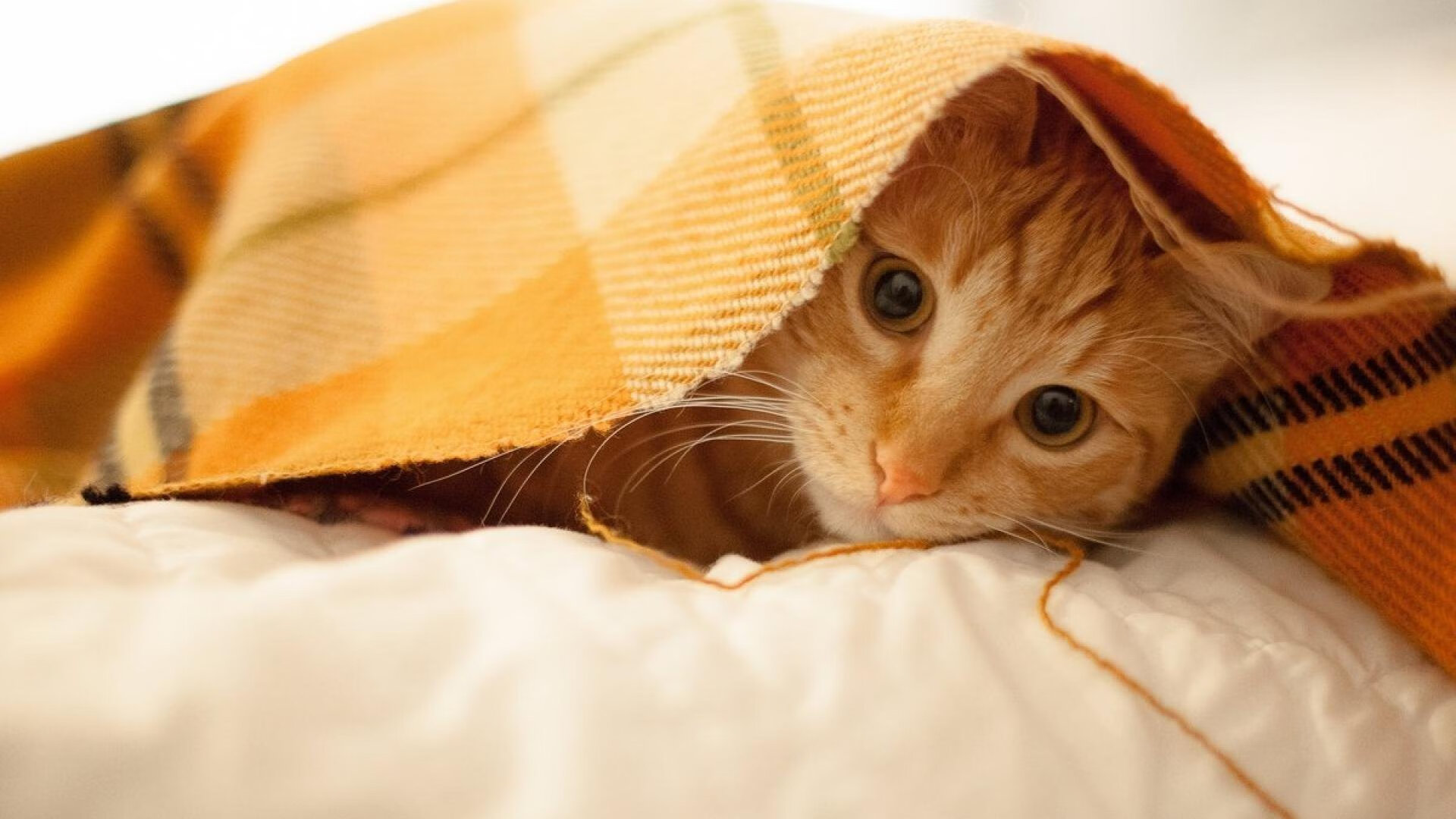 NBA球队战术板应用案例解析，篮球战术板壁纸