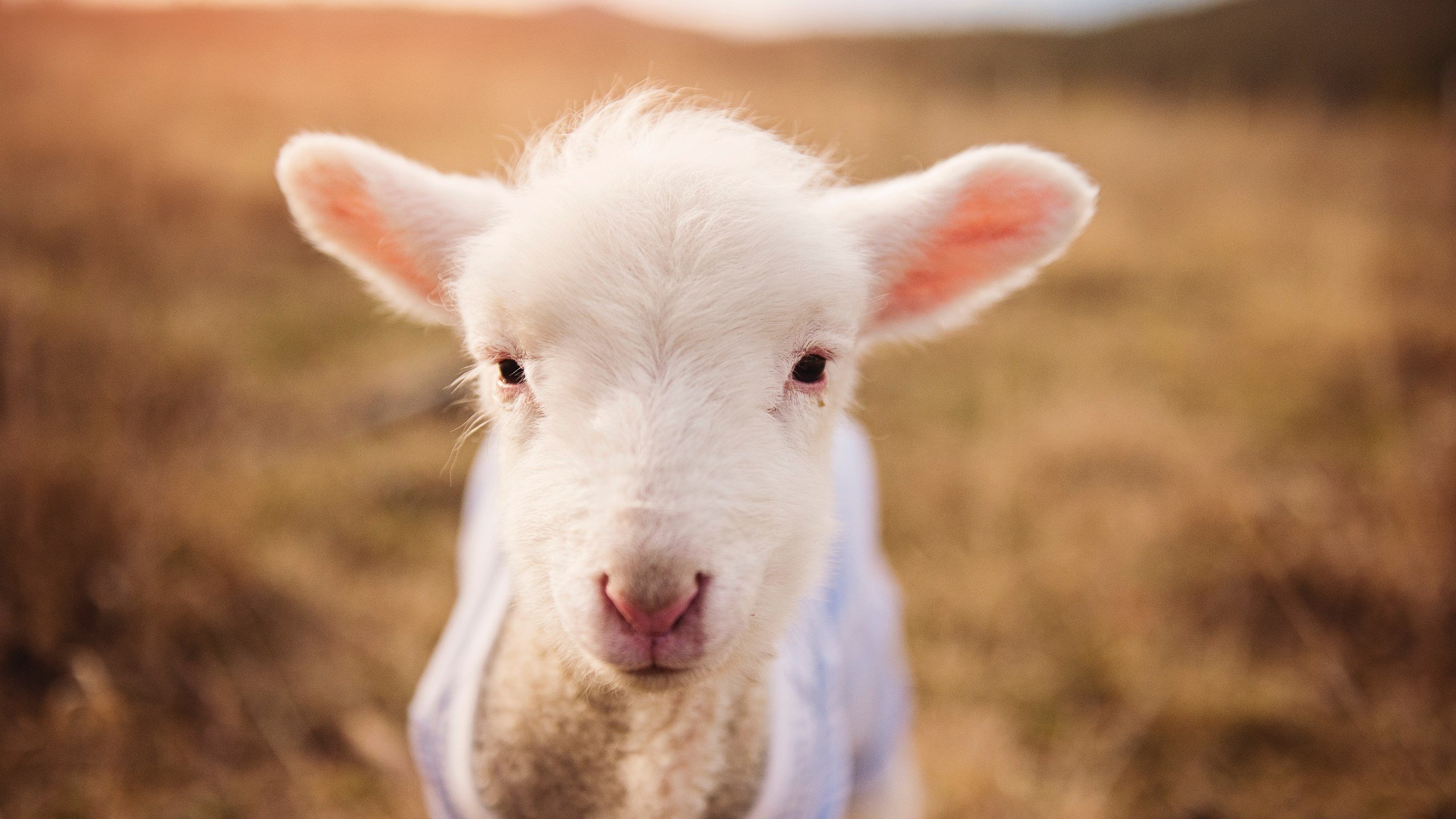 世界定向越野锦标赛中国获团体铜牌,国际定向越野联合会