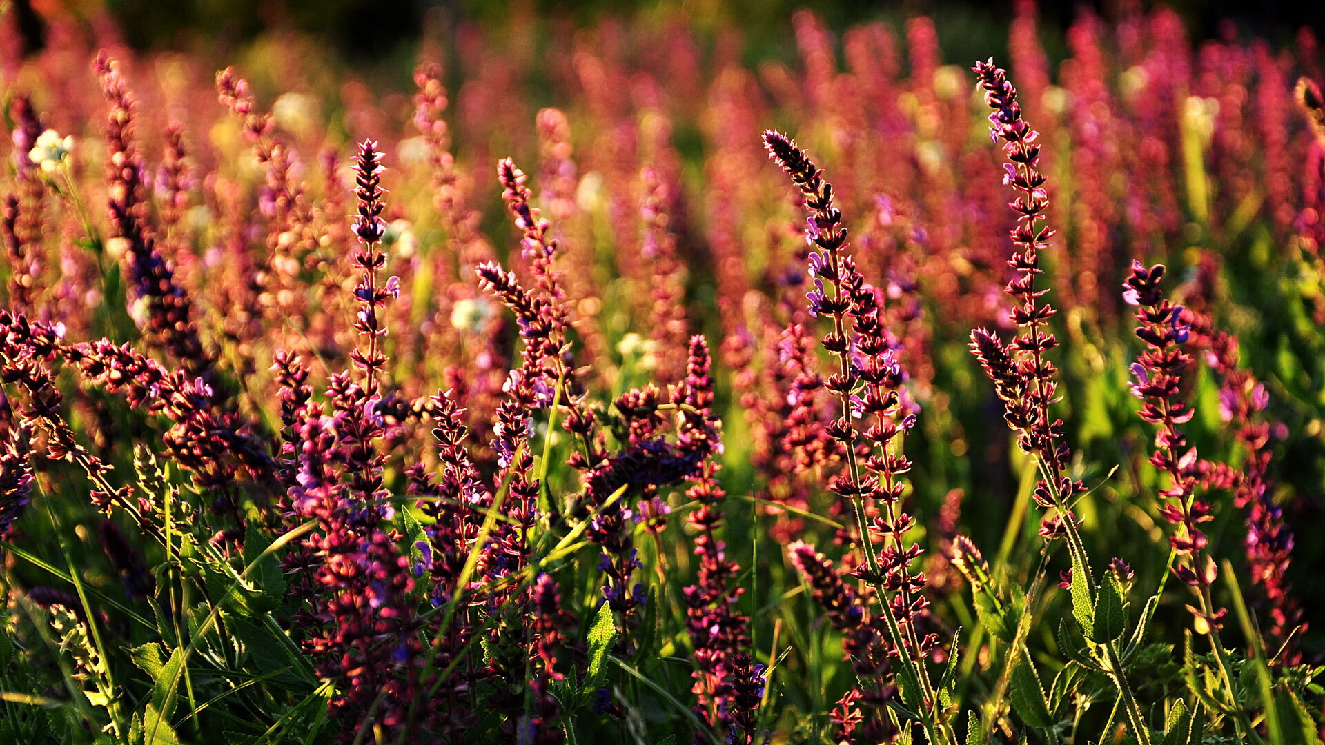 开云体育官网登入-中超俱乐部转会窗口交易方式分类，沪上双雄领衔担当,中超转会窗单日交易额近5亿