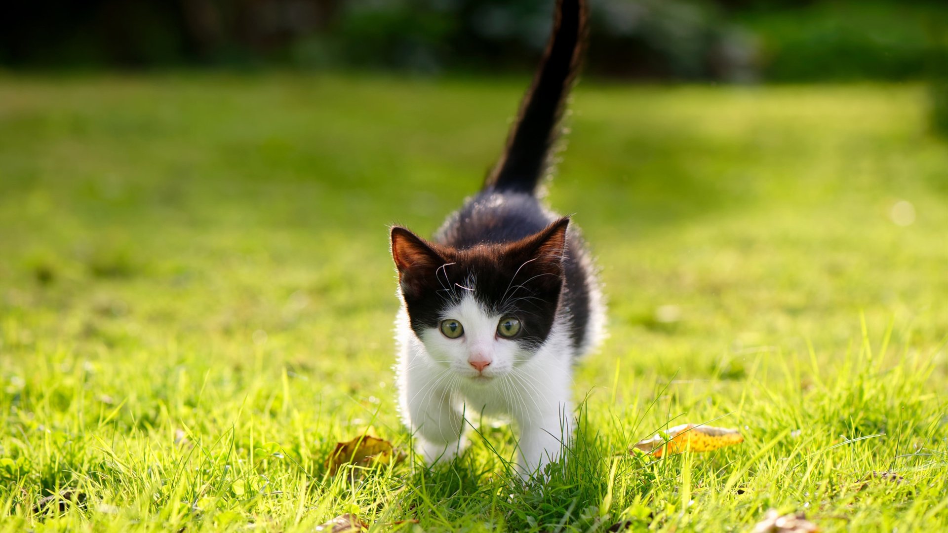 德甲球队脑电反馈训练提升球员临场注意力的实验研究,脑电反馈训练利弊