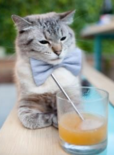 仰泳新秀比利时表现超预期,仰泳决赛直播