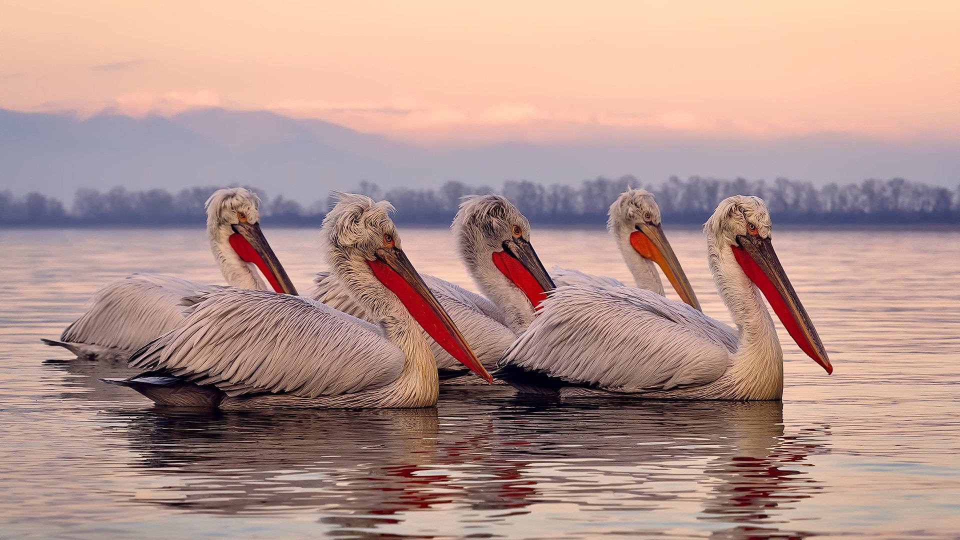 开云体育官网-3-0光速取胜，樊振东用实力征服全场与对手，樊振东破纪录