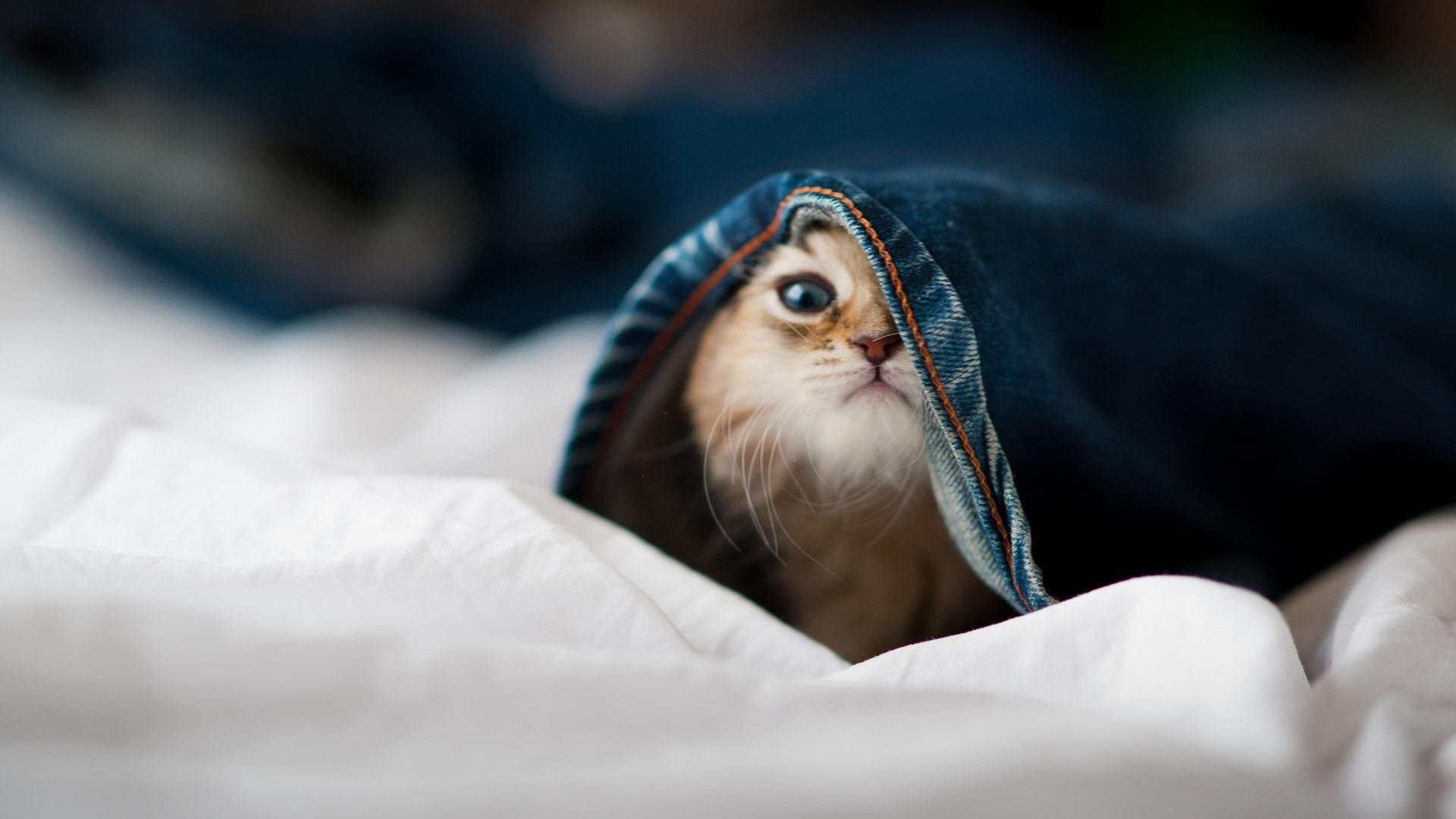 开云体育app-九年级英语短语全书，初三备考必备秘籍，九年级全册英语课本短语